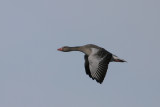 Grgs (Greylag Goose)