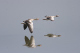 Grgss (Greylag Goose)