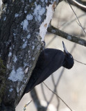 Spillkrka (Black Woodpecker)