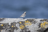 Sdesrla (Pied Wagtail)