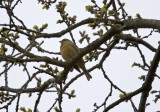 Ortolansparv (Ortolan Bunting)