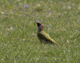 Grngling (Green Woodpecker)
