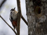 Strre hackspett (Great Spotted Woodpecker)