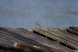 Drillsnppa (Common Sandpiper)