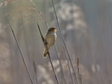 Svsngare (Sedge Warbler)