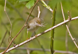 Lvsngare (Willow Warbler)