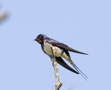 Ladusvala (Swallow)