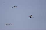 Vit stork (White Stork)
