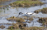 Skrflcka (Avocet)