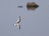 Dvrgms (Little Gull)