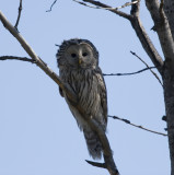 Slaguggla (Ural Owl)