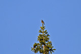 Blstjrt (Red-flanked Bluestart)