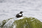 Tobisgrissla (Black Guillemot)