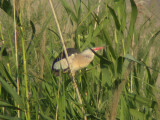 Dvrgrrdrom (Little Bittern)