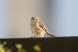 Gråsparv (House Sparrow)