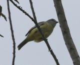 Yellow-crowned Tyrannulet