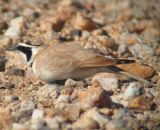 Temmincks Lark