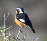 Moussiers Redstart