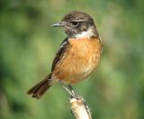 Stonechat