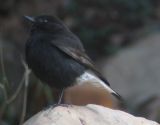 Black Wheatear