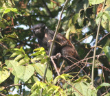 Golden-handed Tamarin