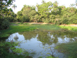 Abuko Forest Reserve