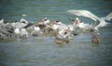 Caspian Tern, Grey-headed Gull, Whimbrel and Bar-tailed Godwit