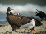 Hooded Vulture and Grey-headed Gull