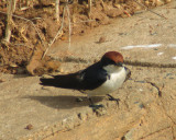 Wire-tailed Swallow