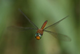 Norfolk Hawker