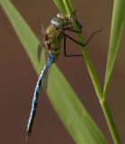 Emperor Dragonfly