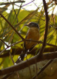 Striated Antbird