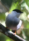 White-bearded Manakin