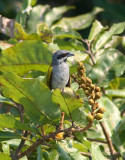 Yellow-shouldered Grosbeak