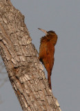 Great Rufous Woodcreeper