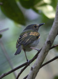 Rusty-fronted Tody-flycatcher