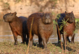 Capybara