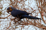 Hyacinth Macaw