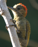 Little Woodpecker