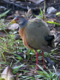 Grey-necked Wood-rail