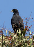 Great Black Hawk