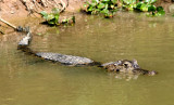 Spectacled Caiman