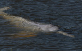 Amazon Pink River Dolphin