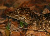 Smooth-fronted Caiman or Schneiders Dwarf Caiman