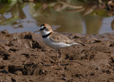 Collared Plover