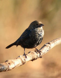 Blue-black Grassquit