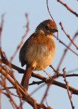 Rufous-winged Antshrike