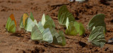 Angled sulphur