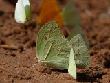 Angled sulphur