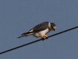 Pearl Kite